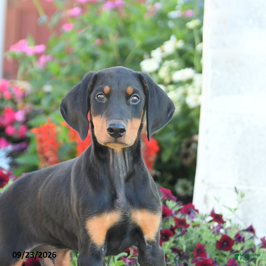 Mixed Breed dogs Freddie - Ad 2