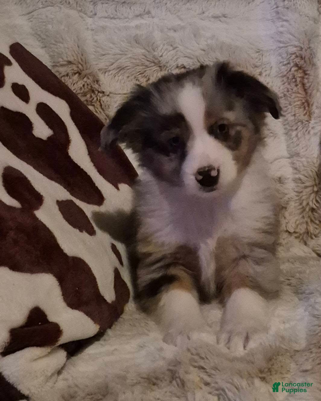 Toy Australian Shepherd dogs Toy Australian Shepherd Puppy 3 - Ad 7