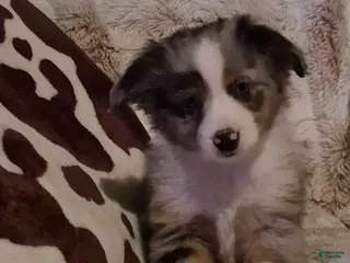 Toy Australian Shepherd dogs Toy Australian Shepherd Puppy 3 - Ad 7