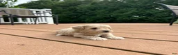 Maltipoo dogs for sale: Willow - Ad 8