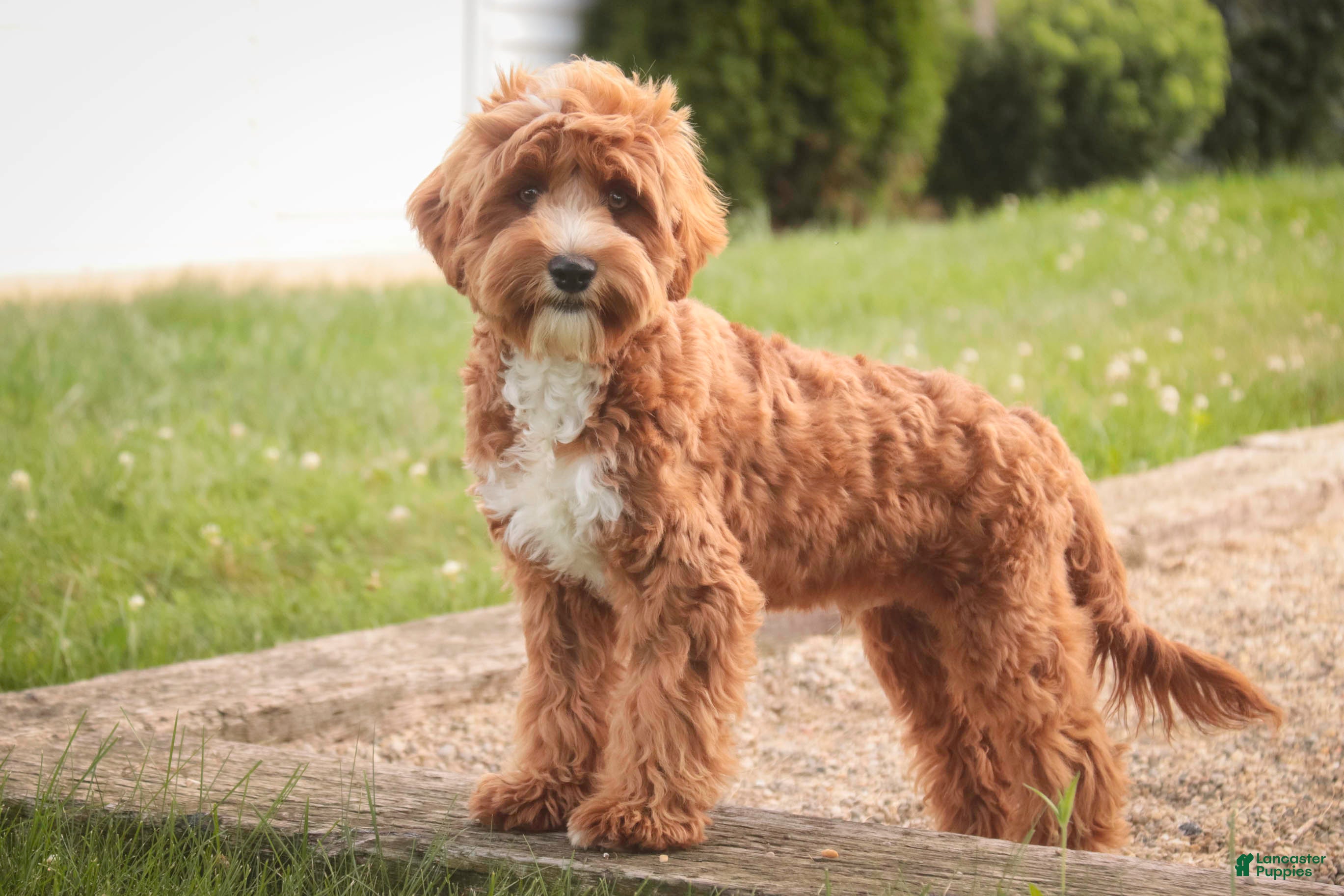 Cavapoo dogs Herbie - Ad 1