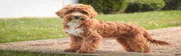 Cavapoo dogs for sale: Herbie - Ad 1