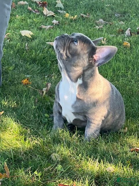 French Bulldog dogs for sale: Flint French Bulldog  - Ad 2