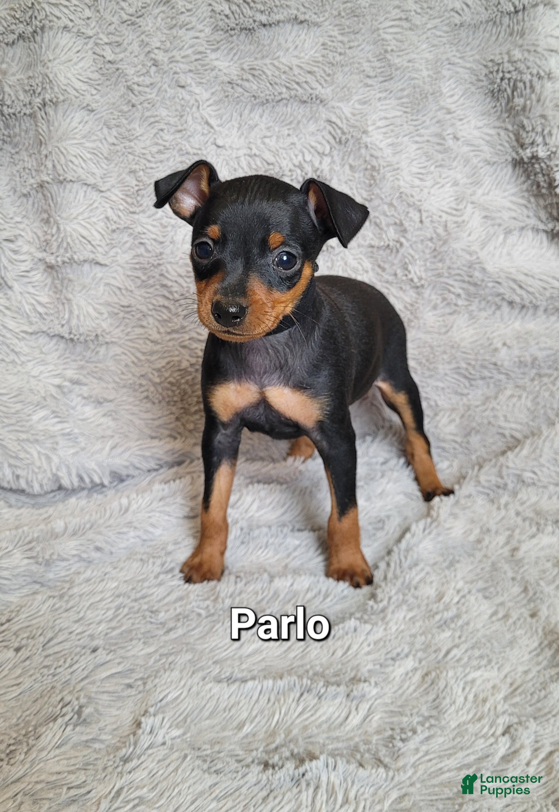 Miniature Pinscher dogs Parlo  - Ad 29