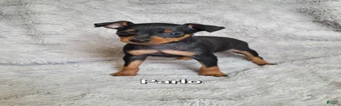 Parlo 