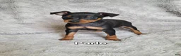 Miniature Pinscher dogs for sale: Parlo  - Ad 1
