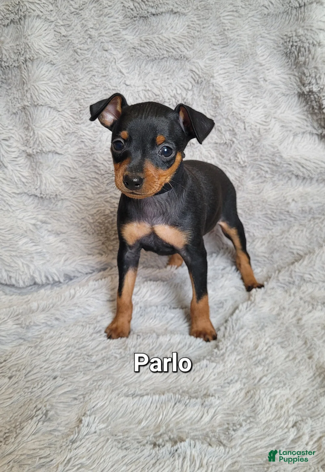 Miniature Pinscher dogs for sale: Parlo  - Ad 1