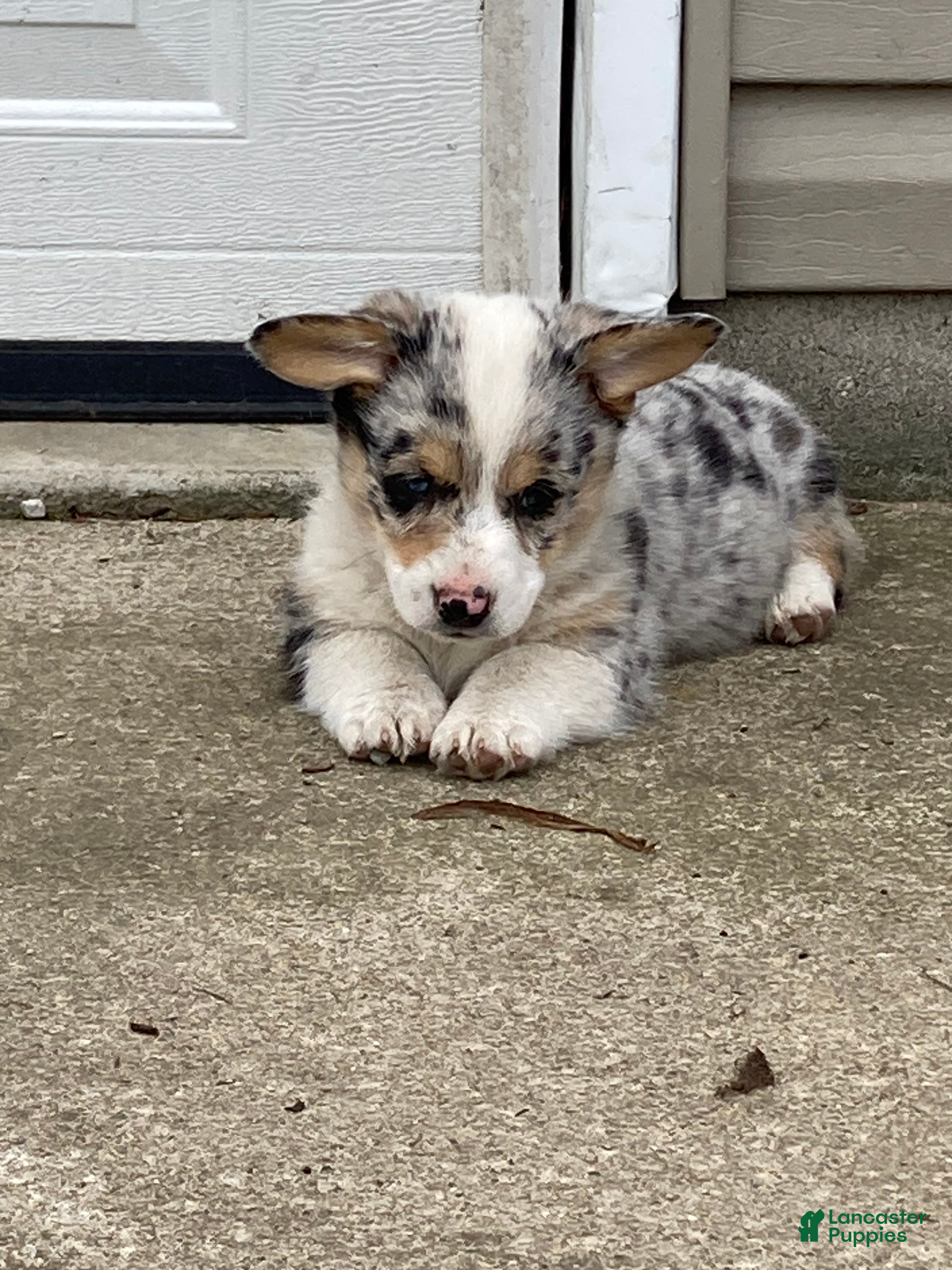 American Corgi dogs American Corgi Puppy 1 - Ad 1