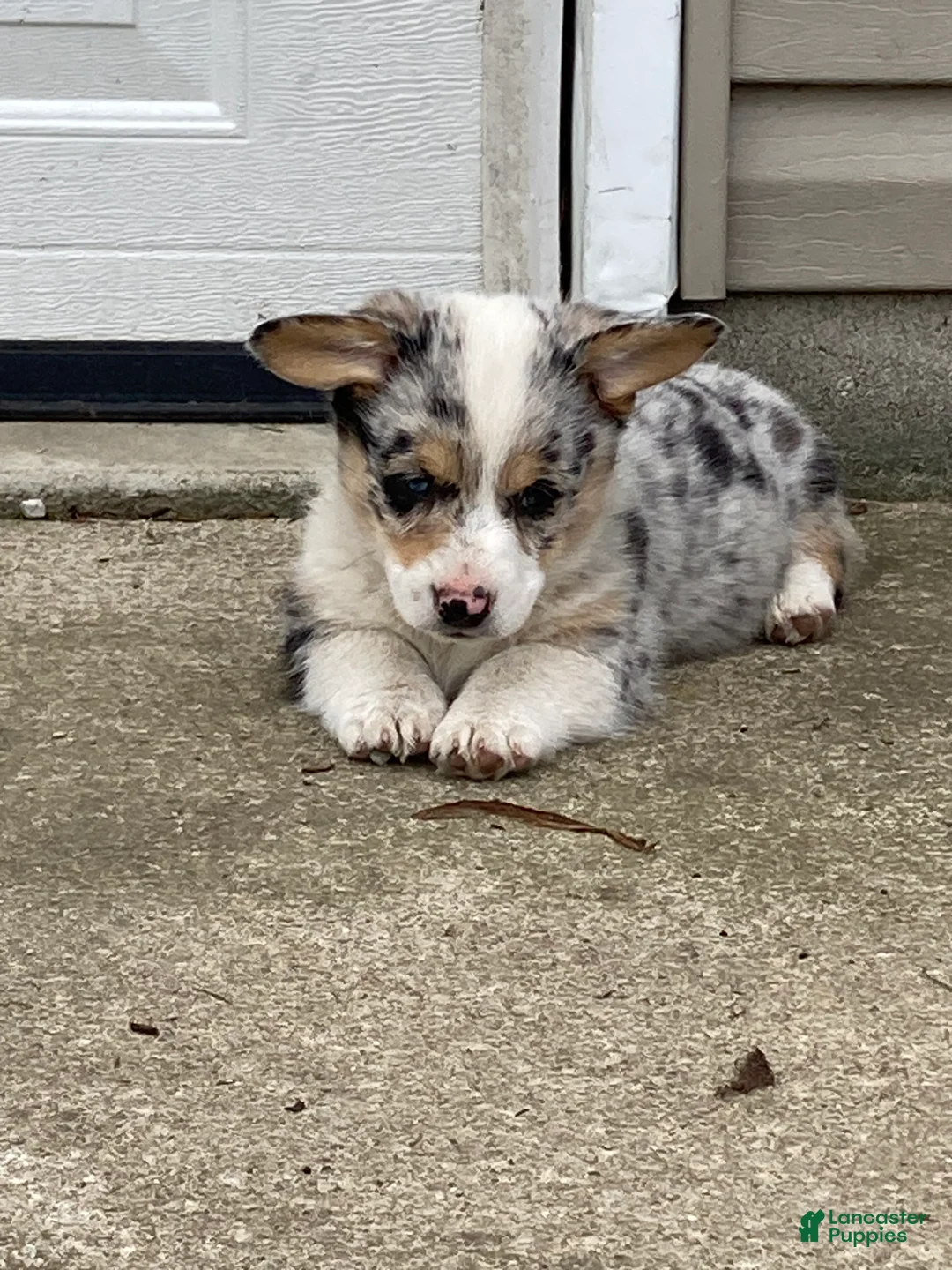 American Corgi dogs for sale: American Corgi Puppy 1 - Ad 1