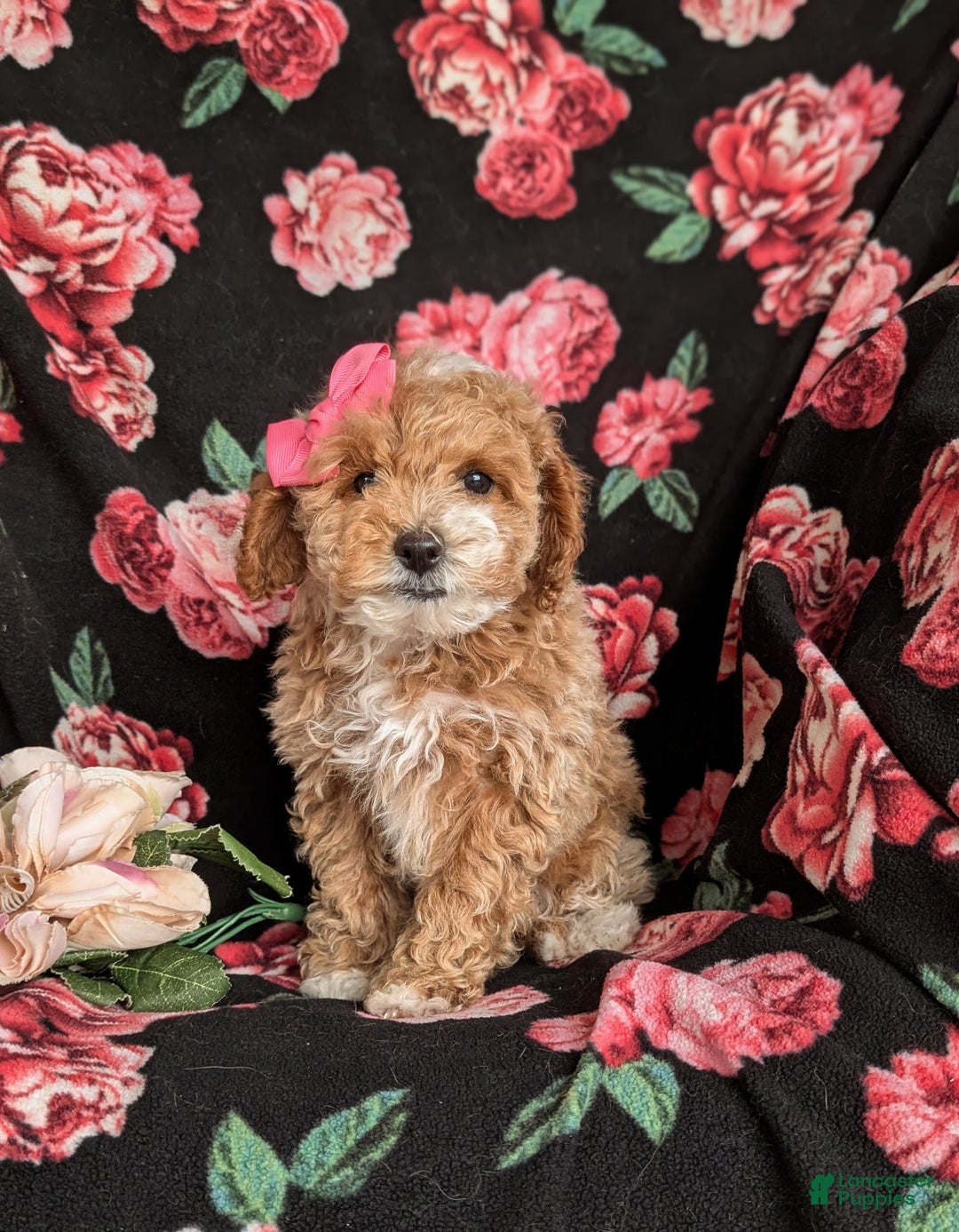 Cavapoo dogs for sale: Alyssa 10 lbs Full Grown - Ad 2