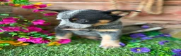 Australian Cattle Dog dogs for sale: Hank - Ad 3