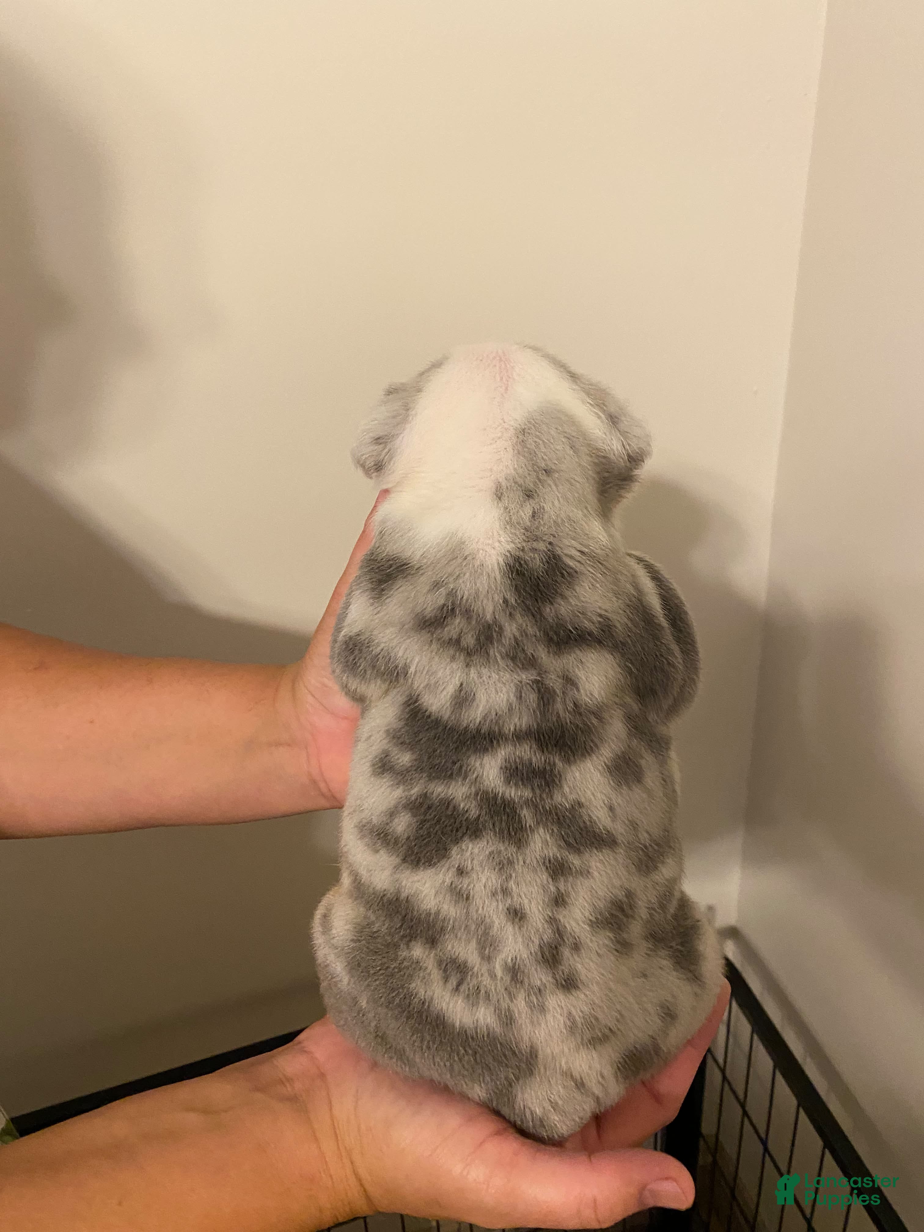 English Bulldog dogs Ramsey - Ad 2