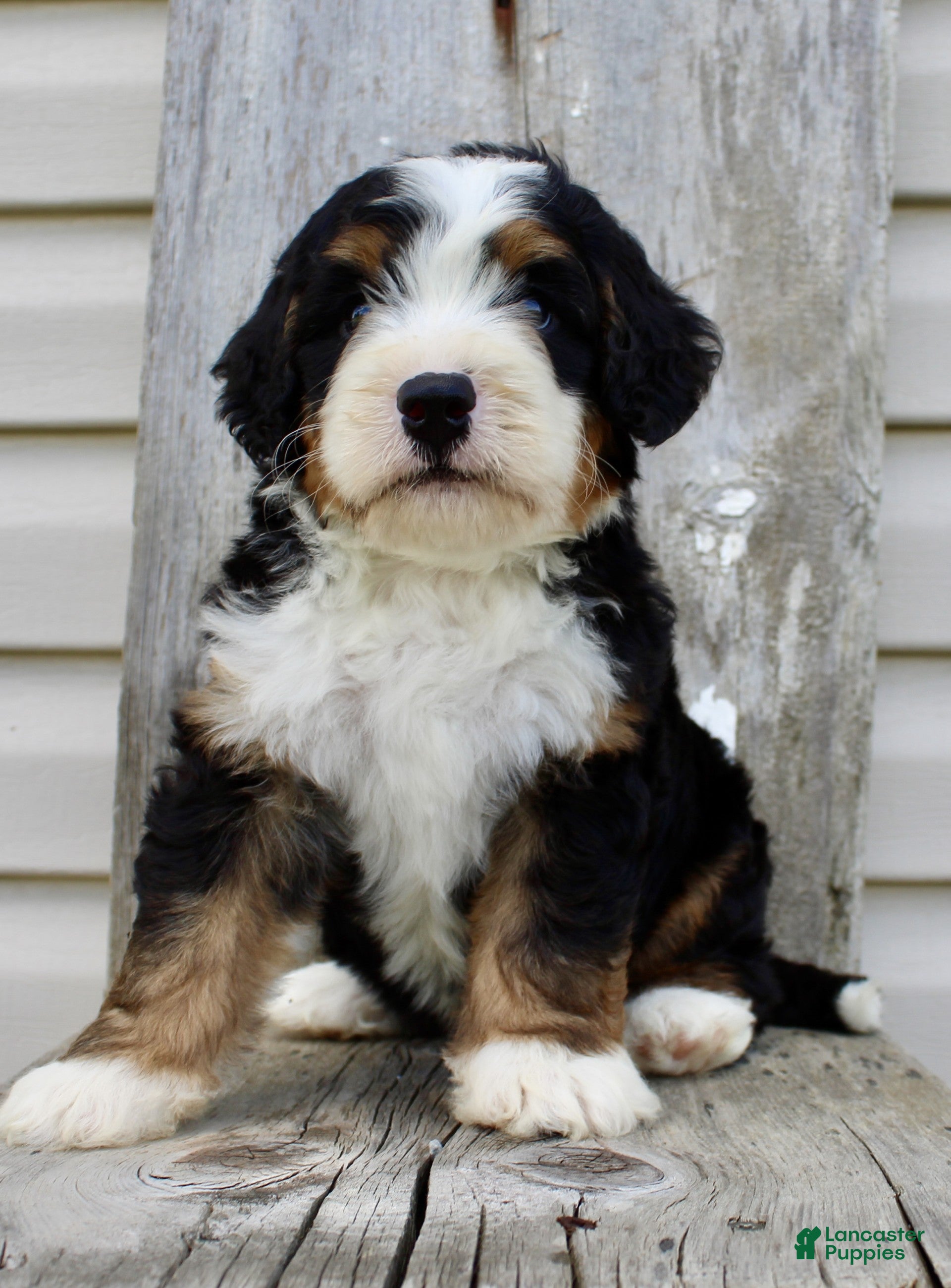 Bernedoodle dogs Raylon - Ad 2