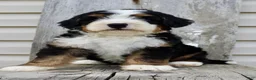 Bernedoodle dogs for sale: Raylon - Ad 2