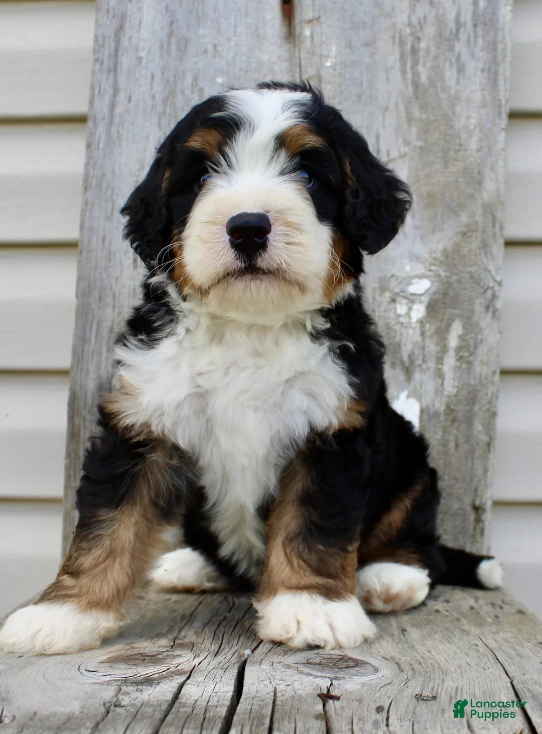 Bernedoodle dogs for sale: Raylon - Ad 2