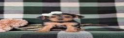 Yorkiepoo dogs for sale: Kalima - Ad 5