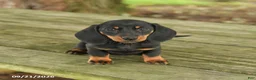 Miniature Dachshund dogs for sale: Allie - Ad 2