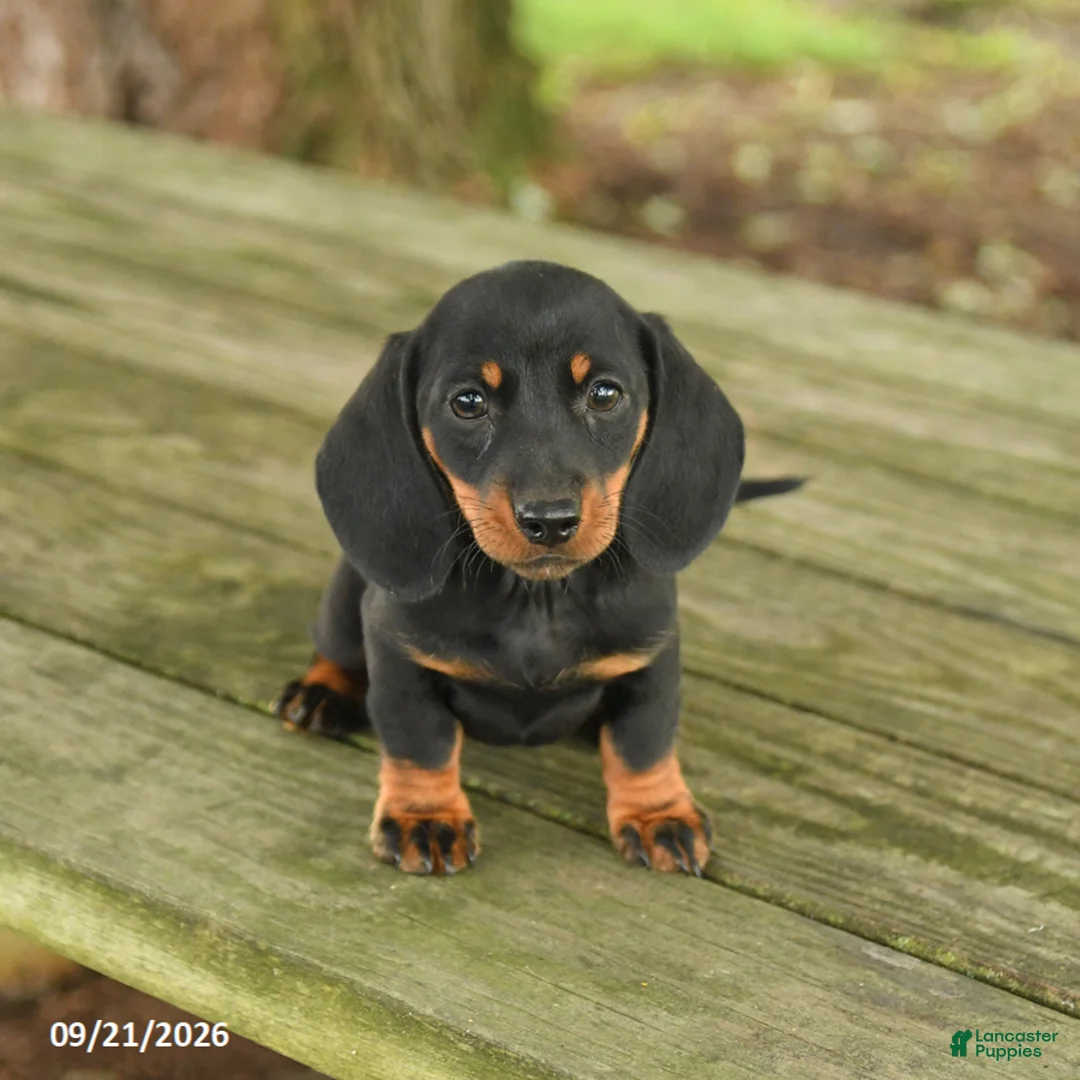 Miniature Dachshund dogs for sale: Allie - Ad 2