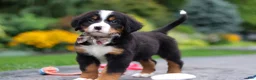 Bernese Mountain Dog dogs for sale: Bentley - Ad 7