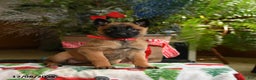Belgian Malinois dogs for sale: Strawberry - Ad 1