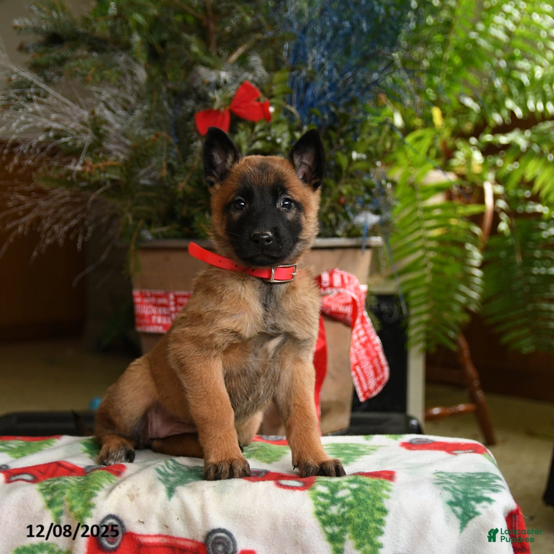 Belgian Malinois dogs for sale: Strawberry - Ad 1