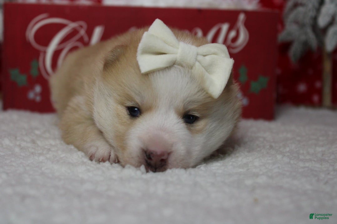 Pomsky dogs for sale: Shasta  - Ad 2