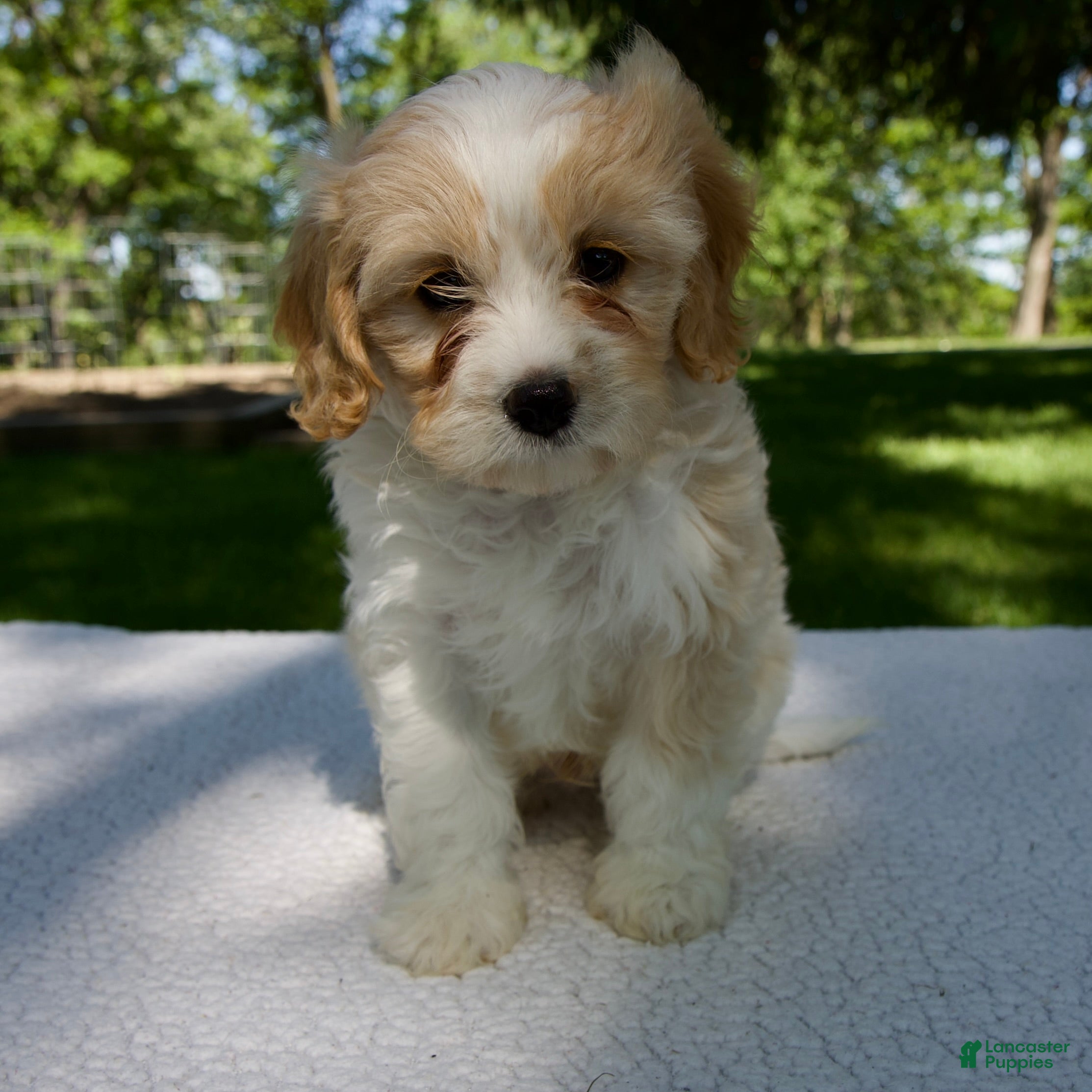 Cavapoo dogs Eliot - Ad 1