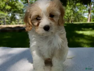 Samapoo Dog Cavapoo Puppies for sale under $500 | Lancaster Puppies