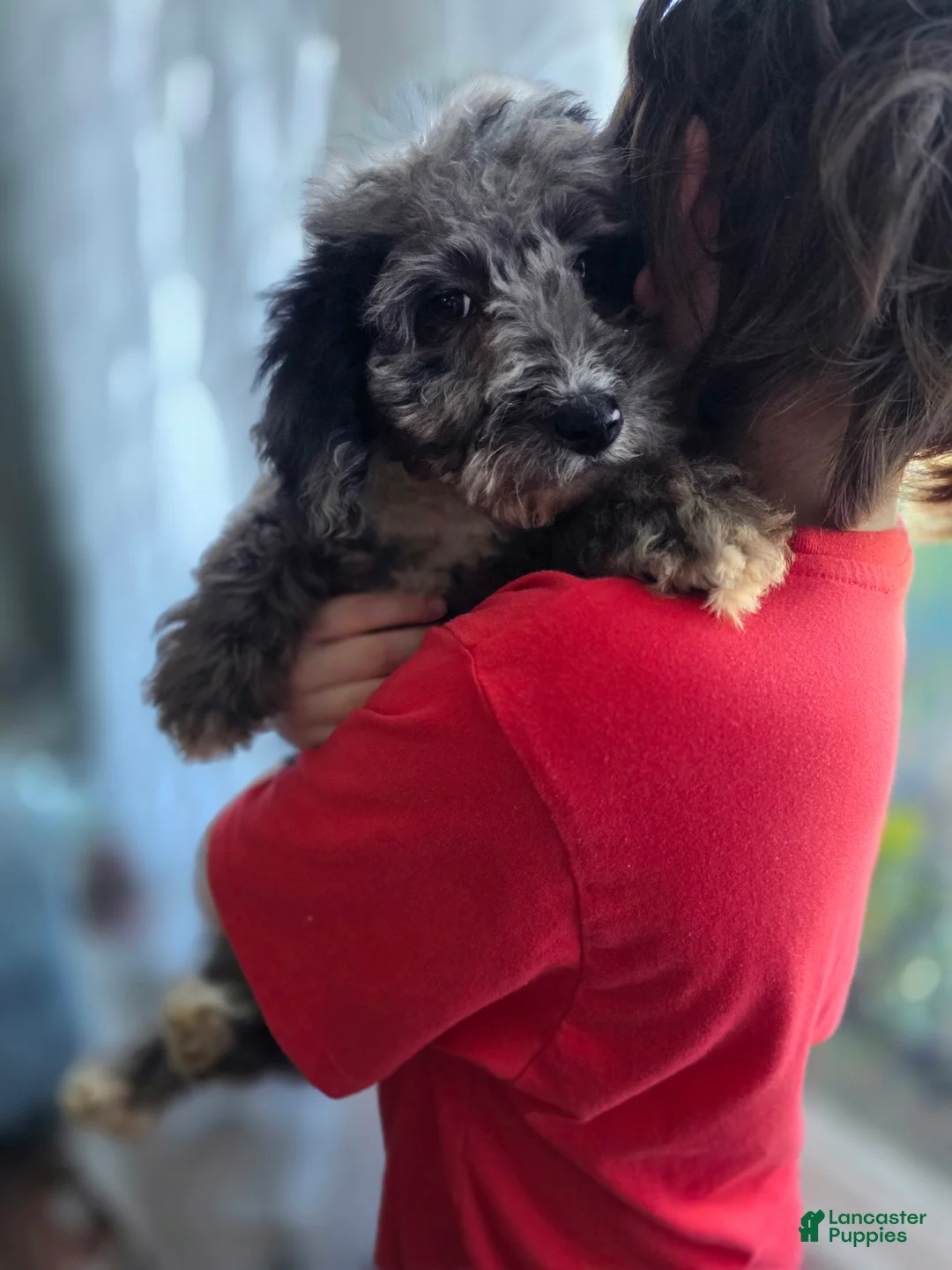 Aussiedoodle dogs for sale: Aussiedoodle Puppy 3 - Ad 2