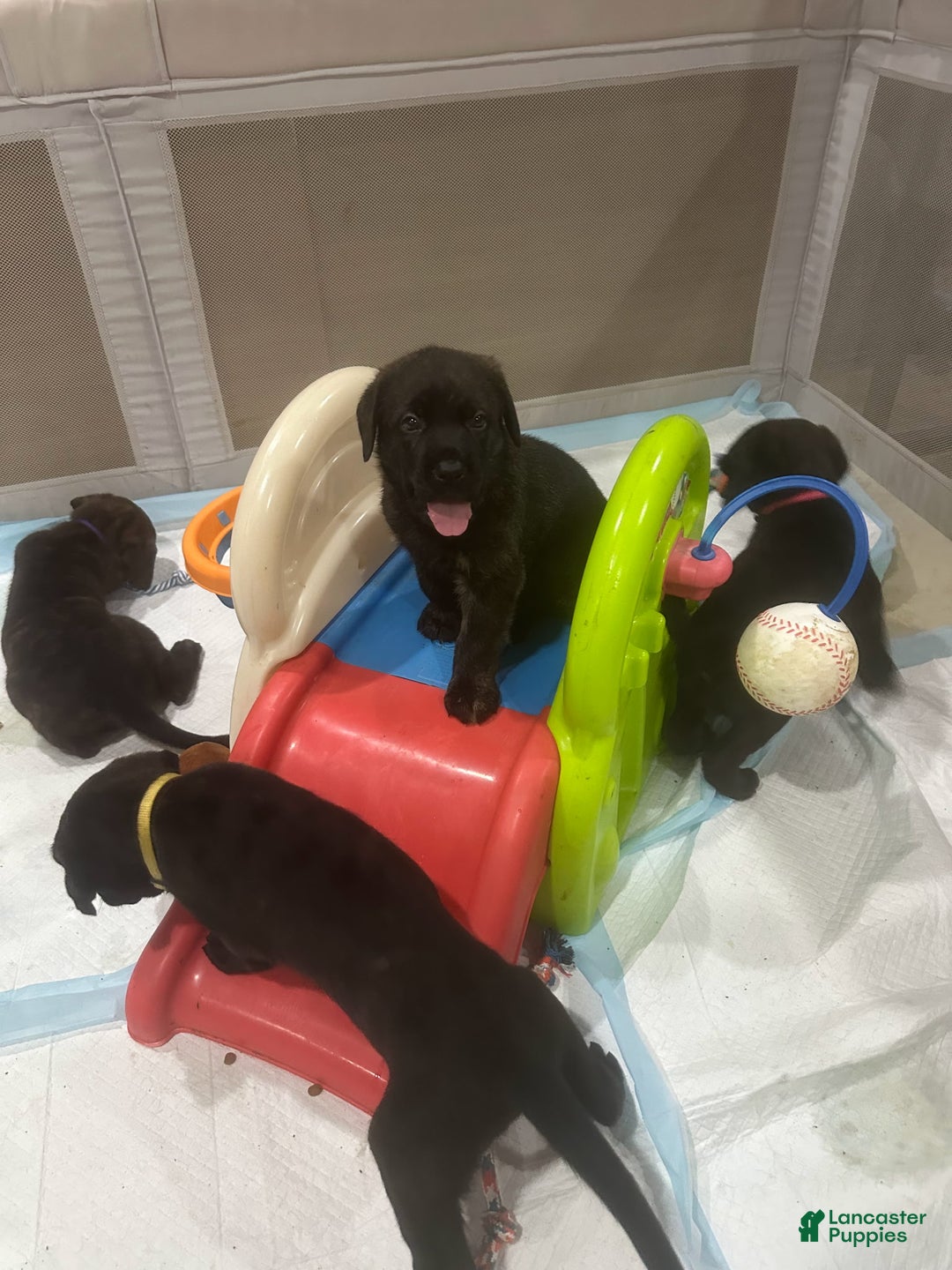 Mixed Breed dogs for sale: Mixed Breed Puppy 3 - Ad 5