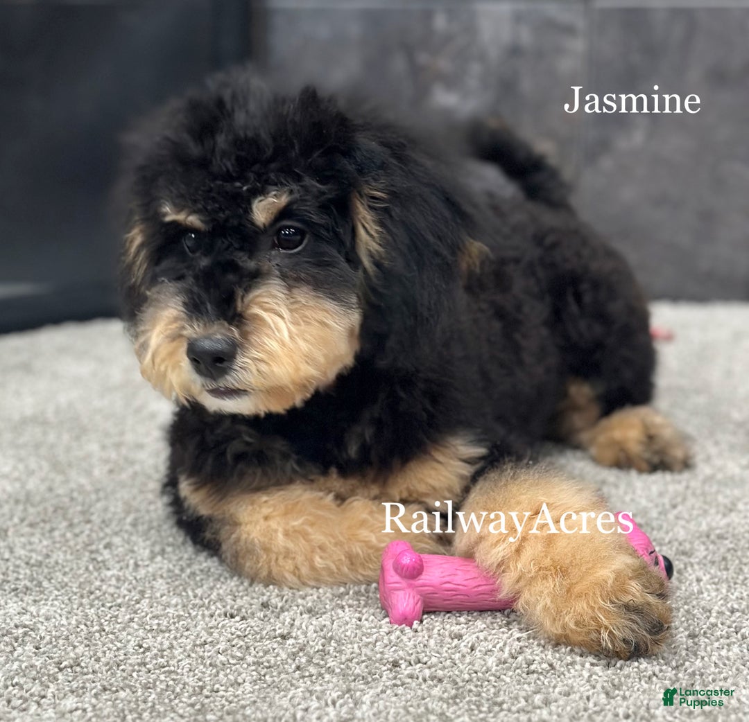 Mixed Breed dogs for sale: Golden Mt Doodle - Jasmine - Ad 4