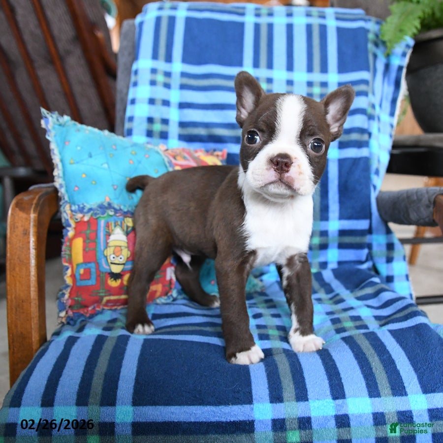 Boston Terrier dogs Quincy - Ad 2