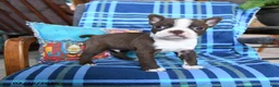 Boston Terrier dogs for sale: Quincy - Ad 2