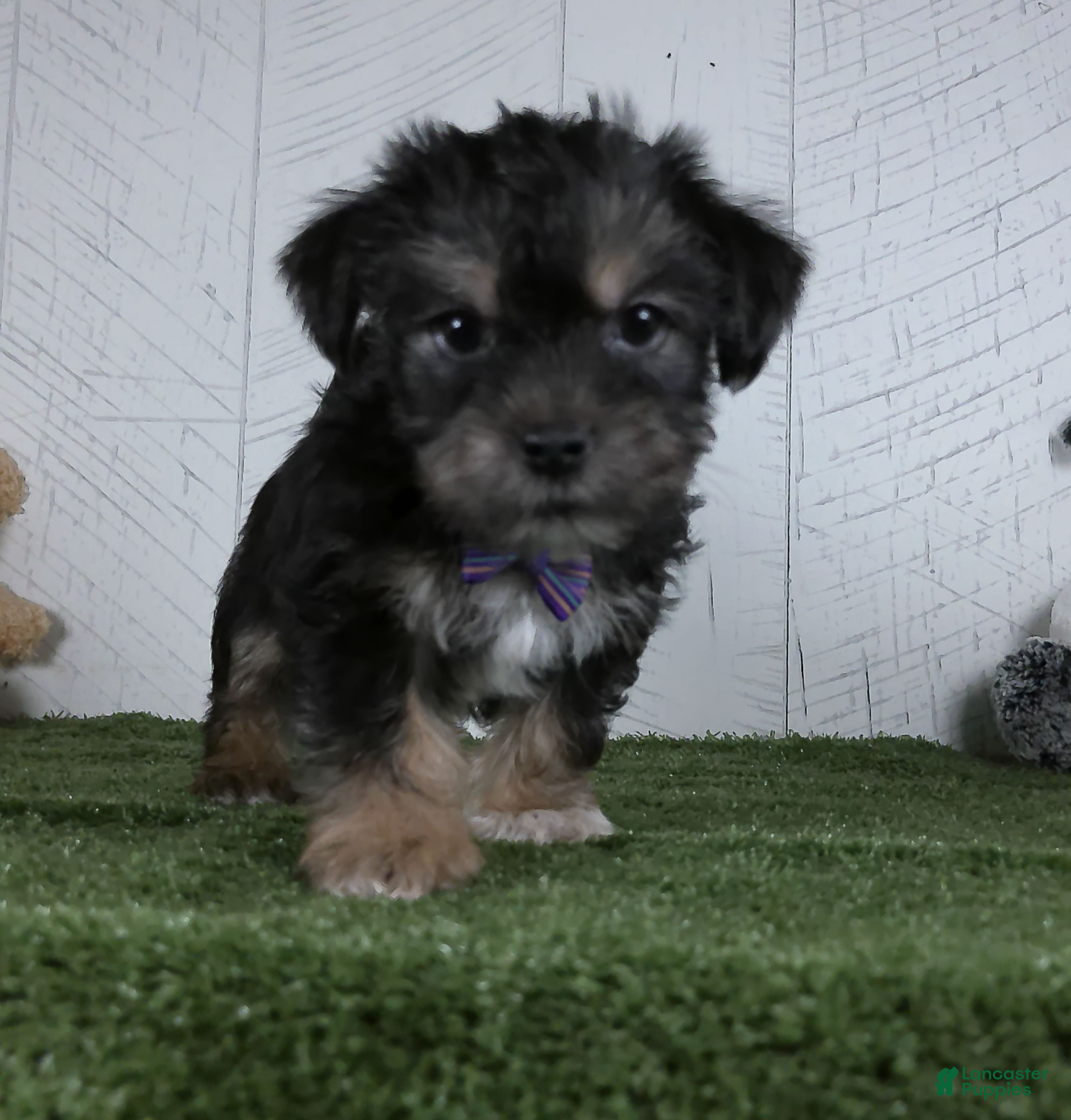 Shorkie dogs Earl - Ad 2
