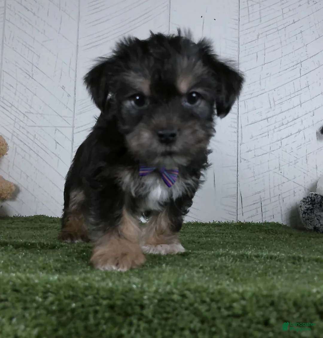Shorkie dogs for sale: Earl - Ad 2