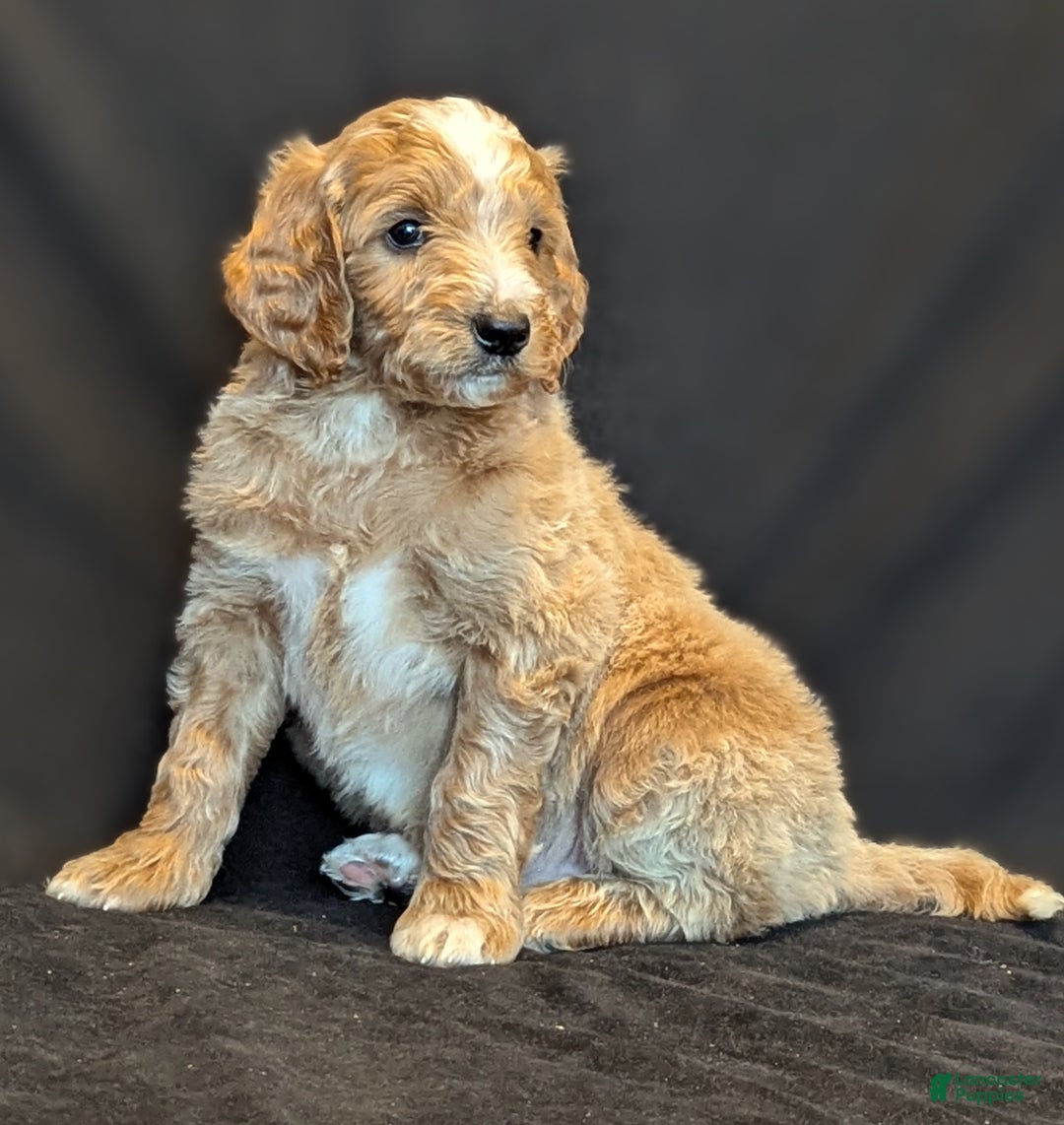 Goldendoodle dogs for sale: Rusty  - Ad 2