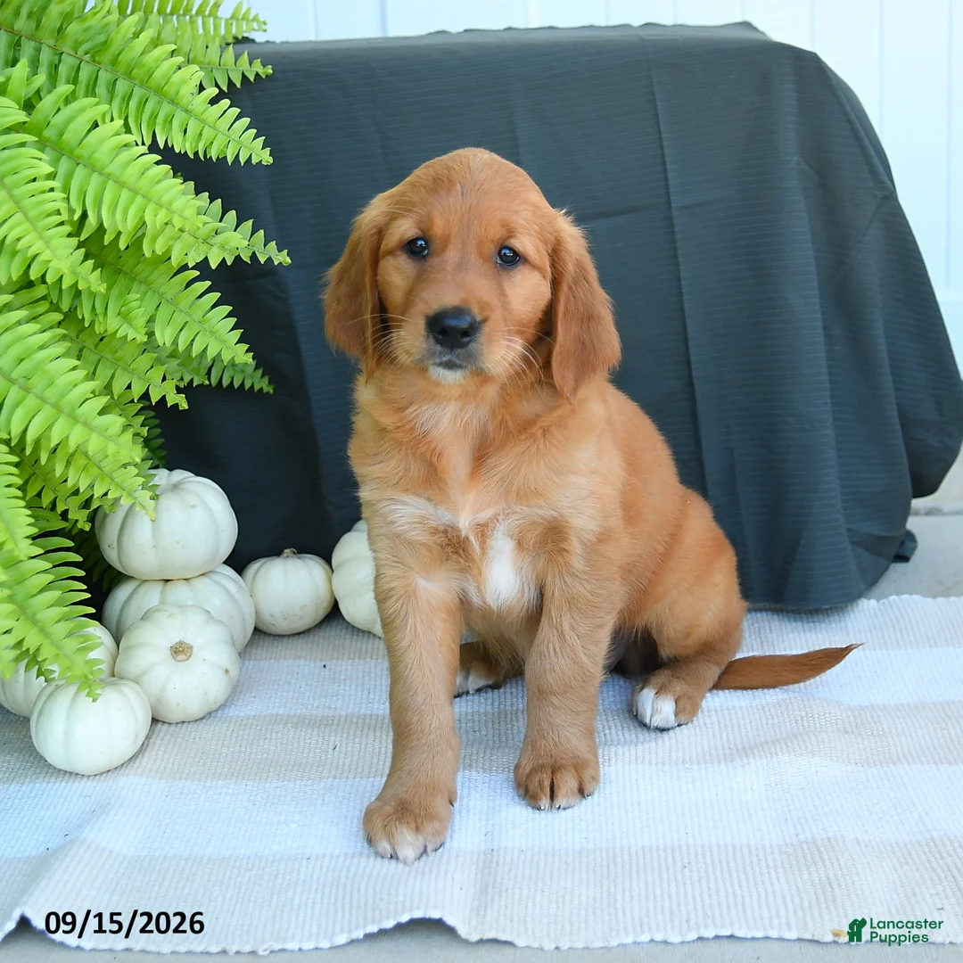 Golden Retriever dogs for sale: Willow - Ad 1