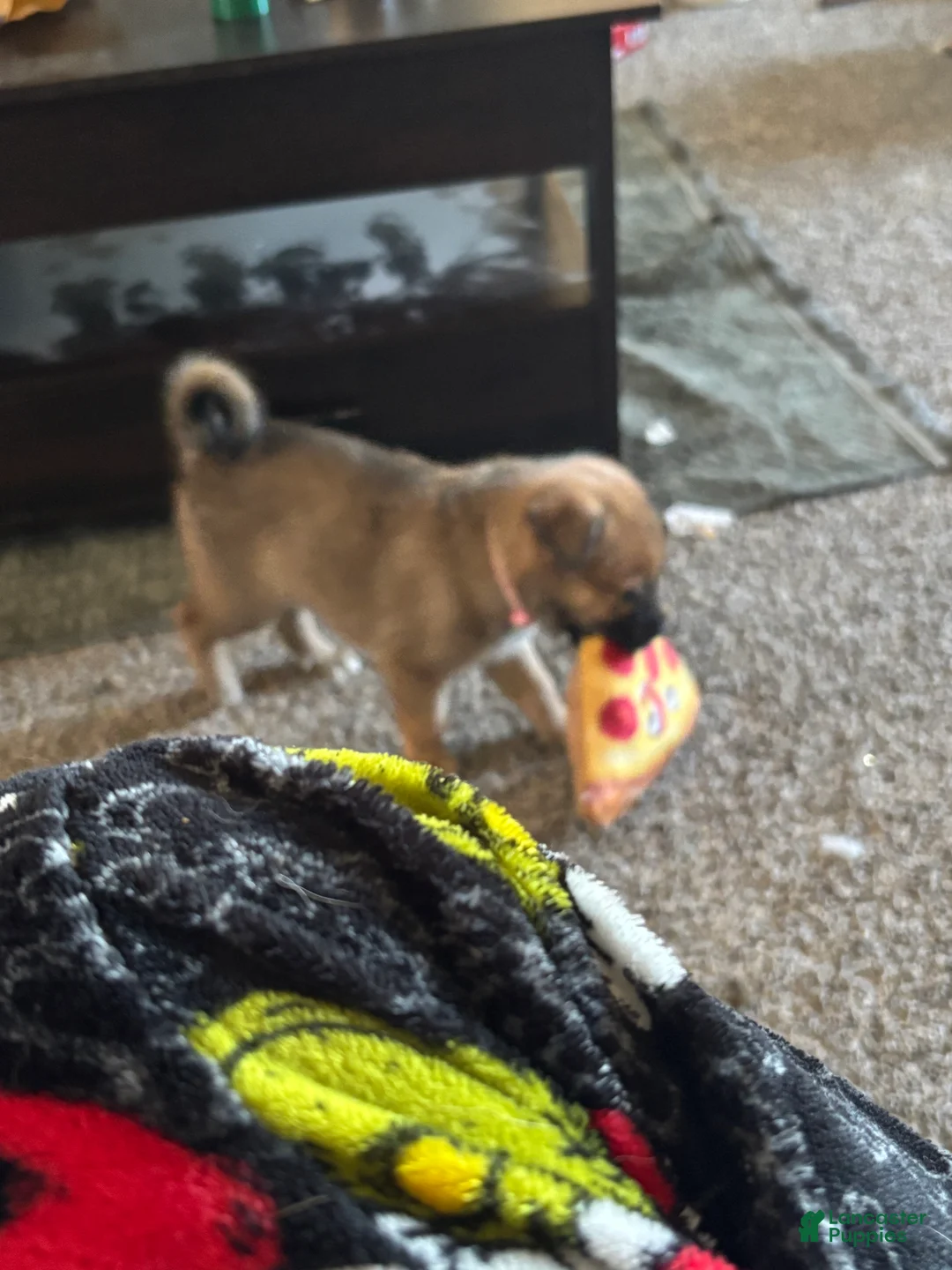 Mixed Breed dogs for sale: Athena and Hera  - Ad 3