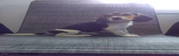 Beagle dogs for sale: Freddy - Ad 3