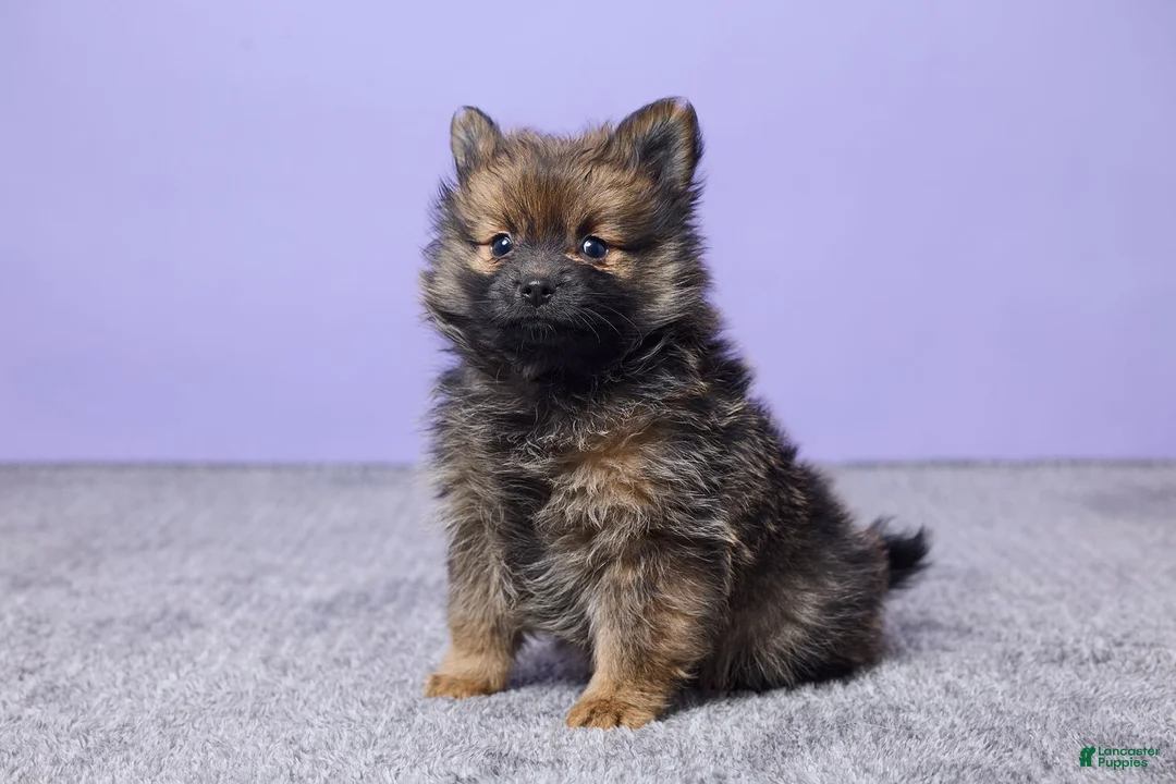 Pomeranian dogs for sale: Joey - Ad 2