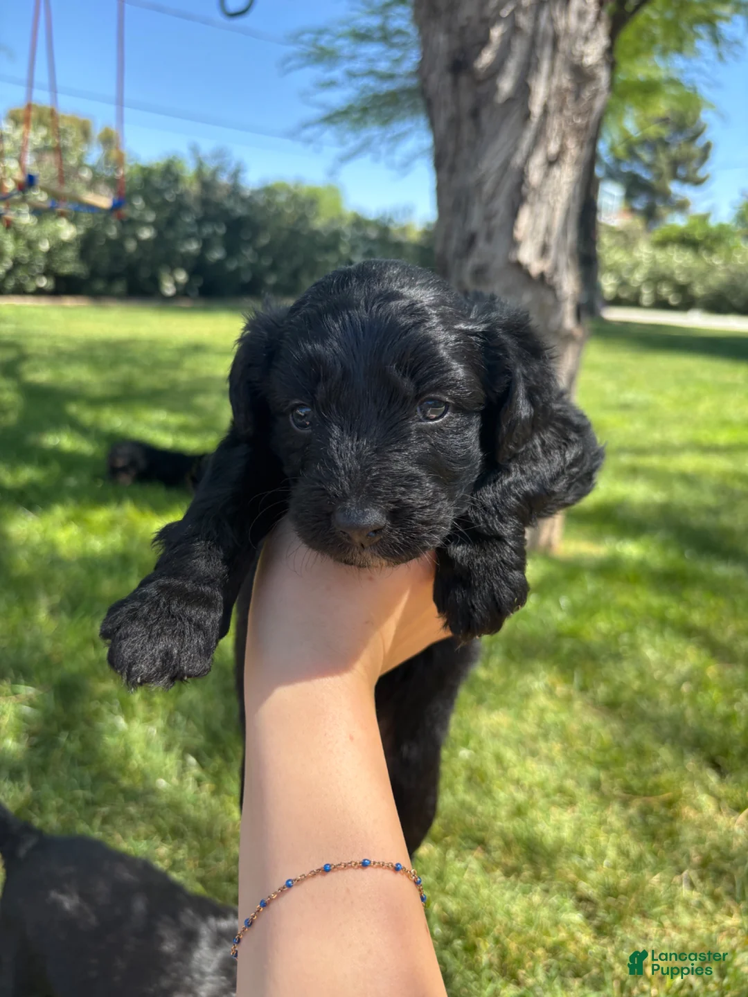 Aussiedoodle dogs for sale: Blackberry - Ad 1