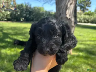 Aussiedoodle dogs Blackberry - Ad 2