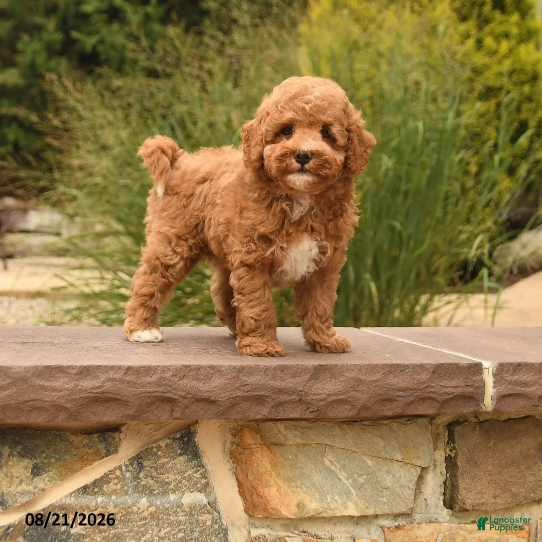 Toy Poodle dogs for sale: Nemo - Ad 1