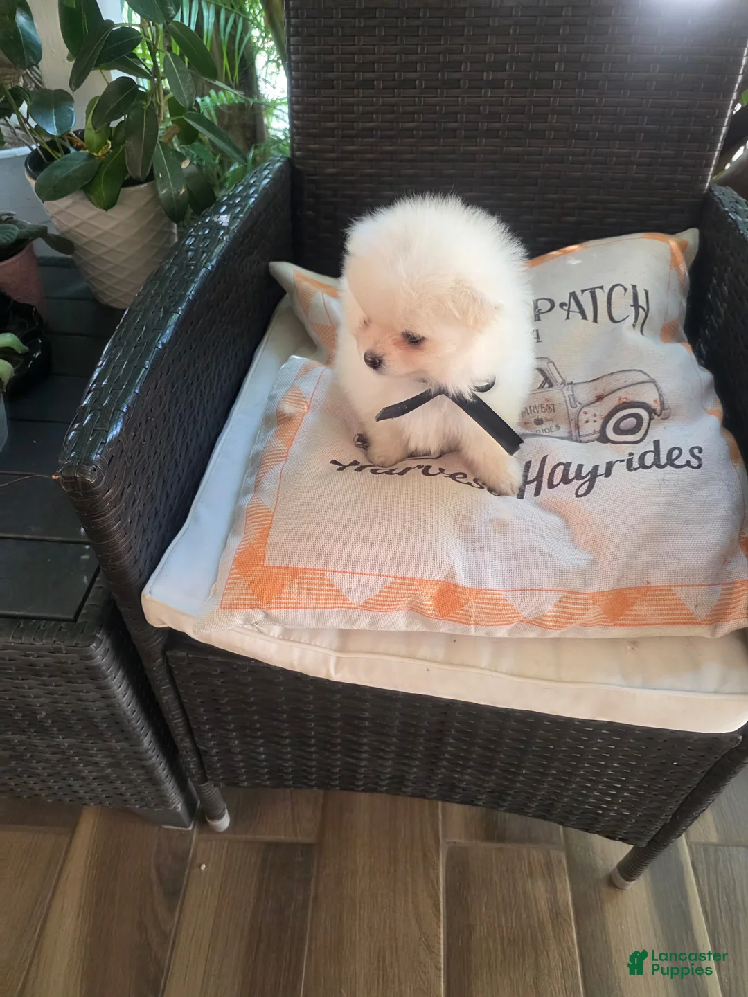 Pomeranian dogs for sale: Bon bon - Ad 8