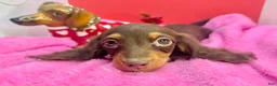 Miniature Dachshund dogs for sale: Ready Xmas eve - Ad 6