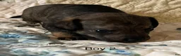 Chiweenie dogs for sale: Chiweenie 2 - Ad 8