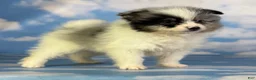 Pomeranian dogs for sale: Tux - Ad 7