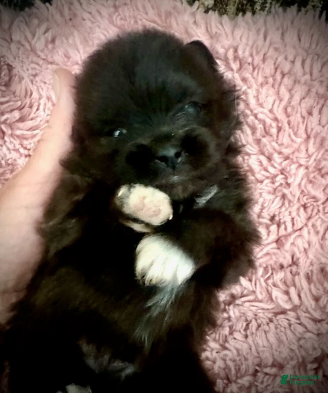 Pomeranian dogs for sale: Dash - Ad 6