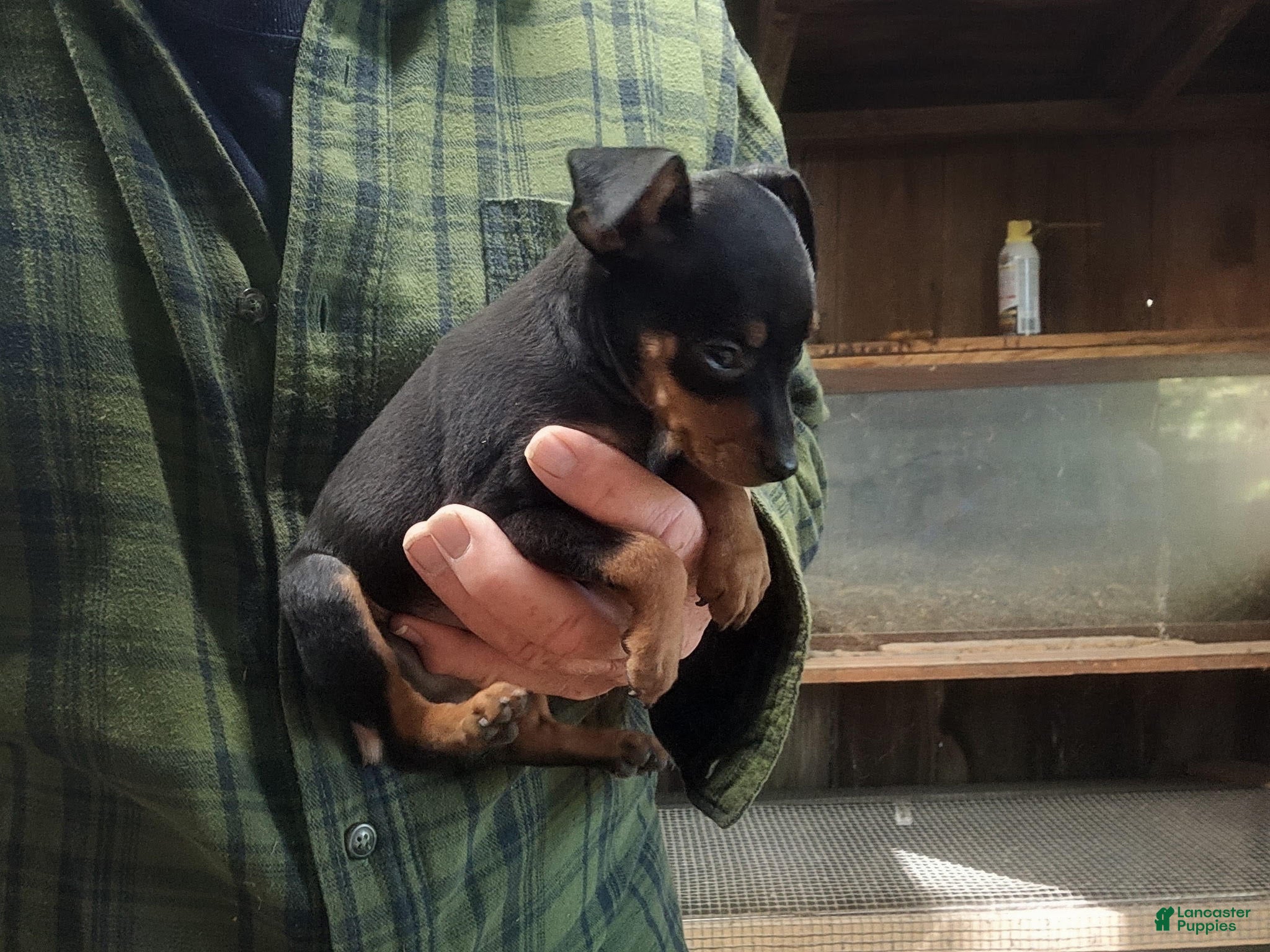 Miniature Pinscher dogs Benny - Ad 2