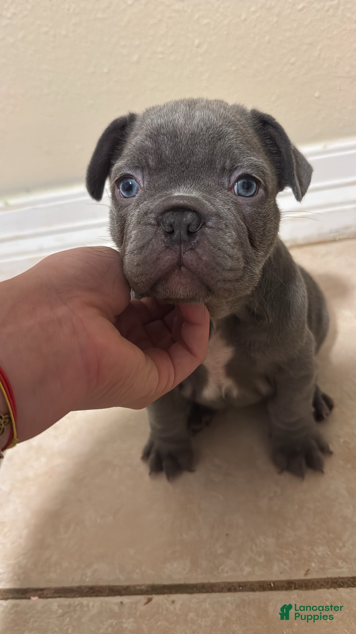 French Bulldog dogs French Bulldog Puppy 1 - Ad 14